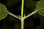 Hairy skullcap